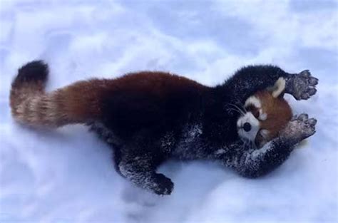 Watch Super Cute Red Pandas Leap In The Snow As They Make The Most Of