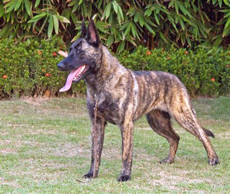 Purebreds, mixes, breed lovers, dog lovers and animal lovers are welcomed. Dutch Shepherd Dog Info, Temperament, Puppies, Training ...