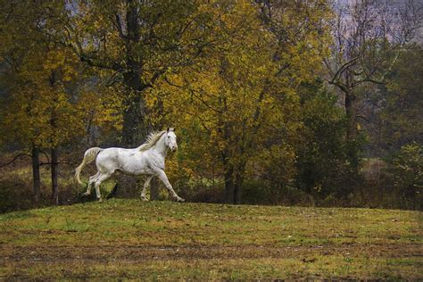Autumn Horse Photograph By Griffeys Sunshine Photography Pixels