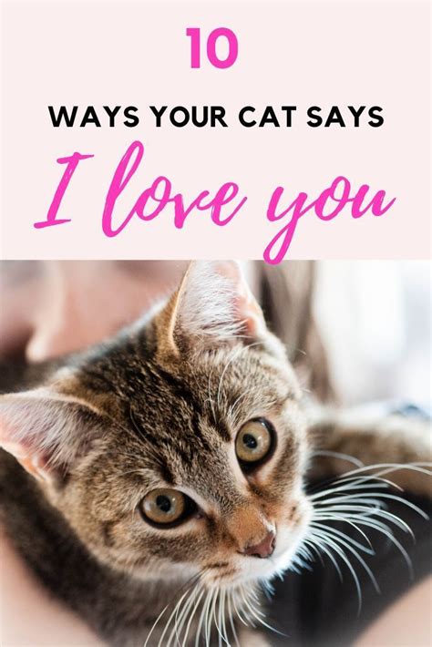 10 Ways Your Cat Says I Love You Cats Say I Love You Cat Advice