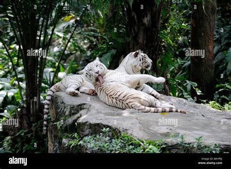 Paar Der Seltenen Weißen Bengal Tiger Panthera Tigris Tigris