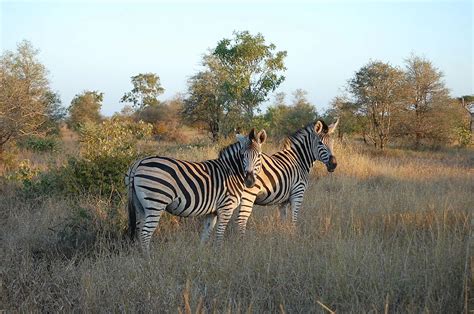 4 Day Walking Safari In The Kruger National Park In South Africa 4 Day