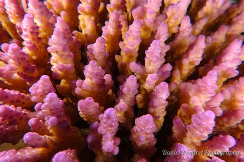 Pink Acropora Coral Dsc03491 Daniel Pomfret Photography