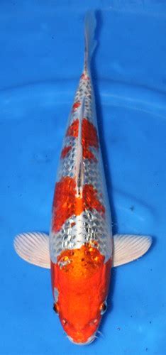 Select Koi Japan Imported Premium And Jumbo Koi Fish For Sale Usa