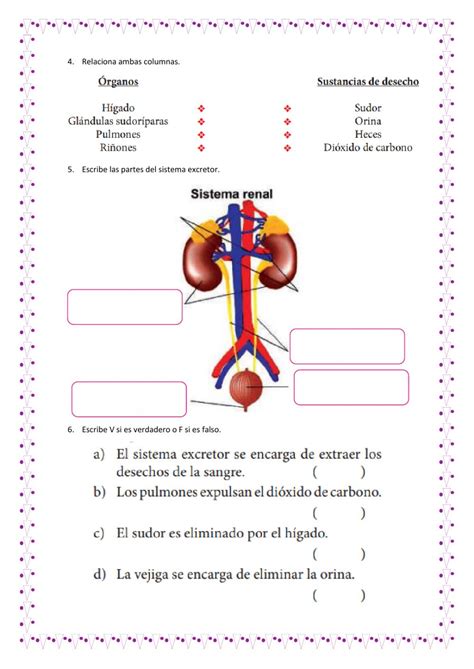 Ejercicio De Sistema Circulatorio Y Sistema Excretor