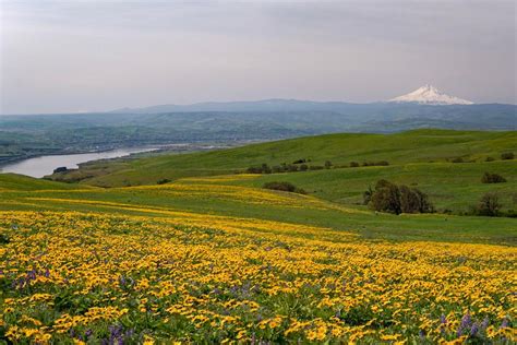 I Know Its Not Seattle But The Wildflowers Are In Full Bloom Down In