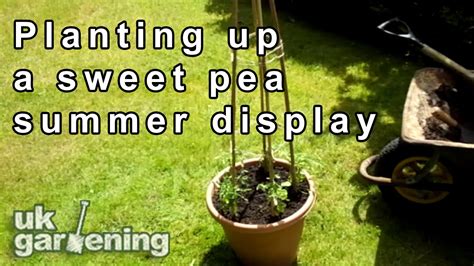 Planting Up A Sweet Pea Container Youtube