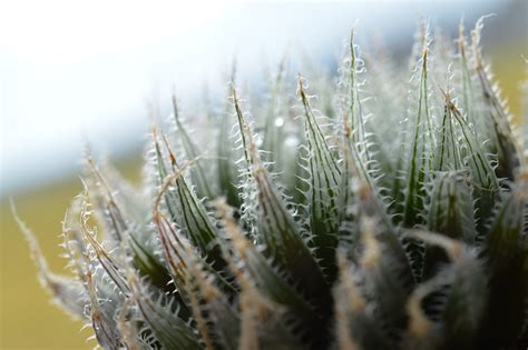 Dsc Haworthia Cummingii Dmc Trefu Ses Of Commit Flickr