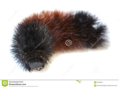 Woolly Bear Arctiidae Caterpillar Macro Stock Image Image Of Woolly