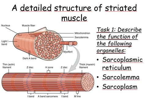 A2 Biology Muscle Contraction Teaching Resources Biology Biology