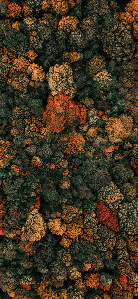 Autumn Trees Wallpaper 4k Forest Aerial View Birds Eye View Green