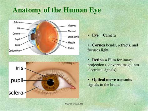 Ppt Iris Recognition Powerpoint Presentation Free Download Id389039