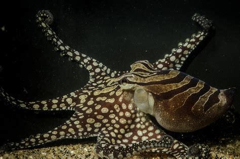 8 Crazy Facts About Octopuses Live Science