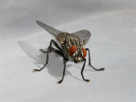 Housefly Suffolk Scribblings