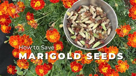 How To Save Marigold Seeds Youtube