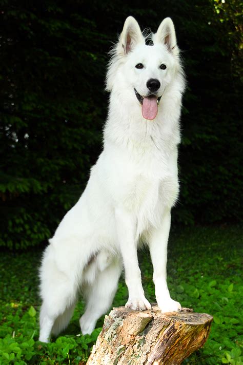 Westie, west highland white terrier. White German Shepherd Pictures New HD Images Photoshoots