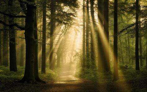 Landscape Nature Forest Sun Rays Path Trees Mist