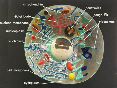 Animal Cell Model Labeled A Quick Guide To The Structure And