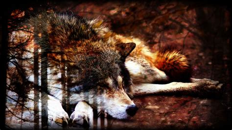 Autumn Wolf Wallpaper By Echosixwolf On Deviantart
