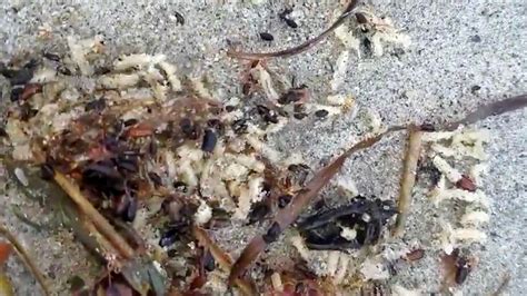 New Hampshire Beach Covered In Thousands Of Nasty Maggots Fox News