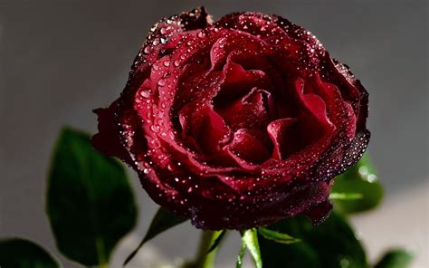 Ingyenes Háttérképek Piros Rózsaszín Harmat Virág Csepp