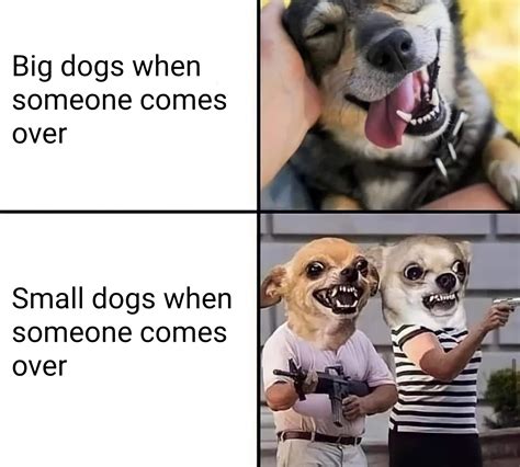 Big Dogs Vs Small Dogs Rmemes