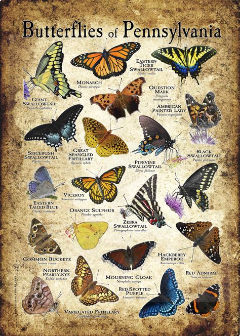 Butterflies Of Pennsylvania Poster Print