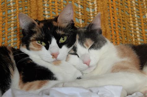 17 Fascinating Facts About Calico Cats With Pictures Excitedcats