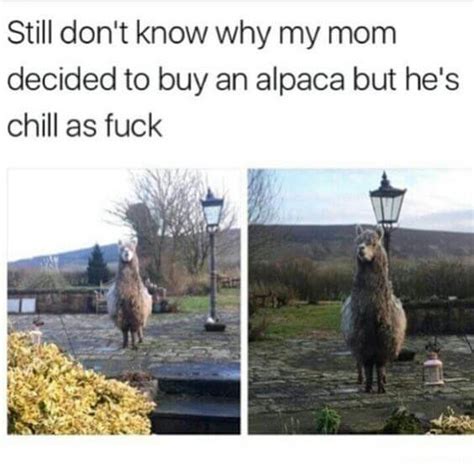 alpaca memes      funniest  weirdest     day