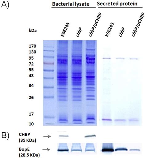 Sds Page And Western Blot Analysis Of Rcflec Lane Protein My Xxx Hot Girl
