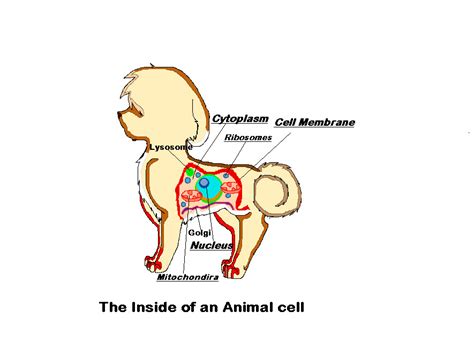 Animal cells can't do that, although they do have other traits that are commonly shared. Animal Cell Is Like My Dog