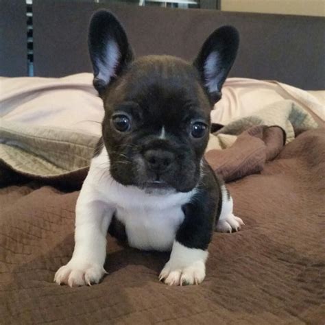 55 Teacup French Bulldog Puppy Image Bleumoonproductions