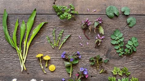 A Guide To Wild Edible Greens That Grow Around Us