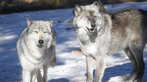 Petition · Stop The Slaughter Of Idahos Wolves United States