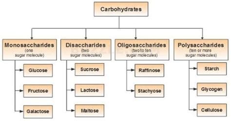 What Are The Three Major Groups Of Carbohydrates Carbohydrates