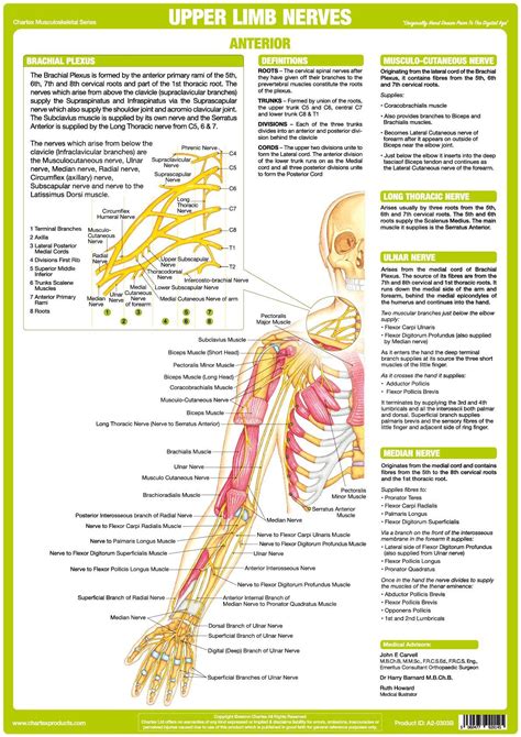 Nervous System Upper Limbs Poster Anterior