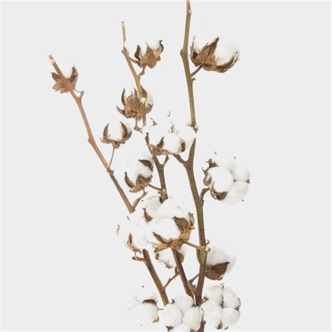 Cotton Stems Wholesale Blooms By The Box