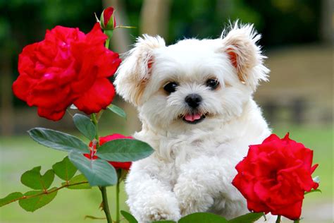 Pin By Mrs Davis On Flowers Cute Fluffy Puppies Cute Puppy Wallpaper