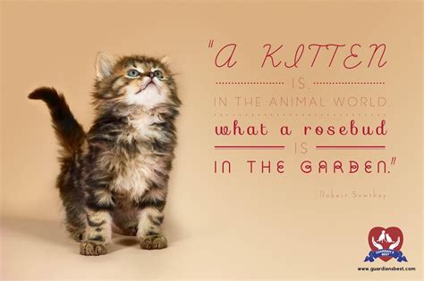 A Kitten Is In The Animal World What A Rosebud Is In The Garden