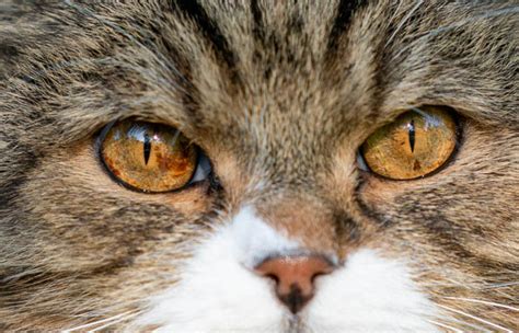 30 Top Photos Is Iris Melanosis In Cats Dangerous Tumor Of The Eye In