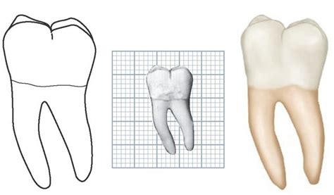 The Permanent Mandibular Molars Dental Anatomy Physiology And