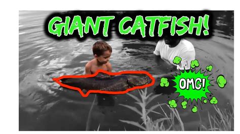 Giant Catfish Little Boy Catches Catfish Bigger Than Him Youtube