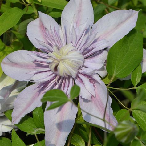 No need to register, buy now! Clematis 'Moonglow' | Clematis, White flower farm ...