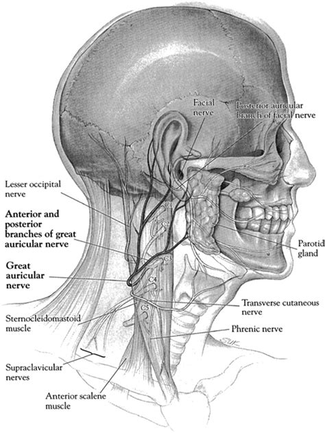 Nerve Great Auricular Nerve