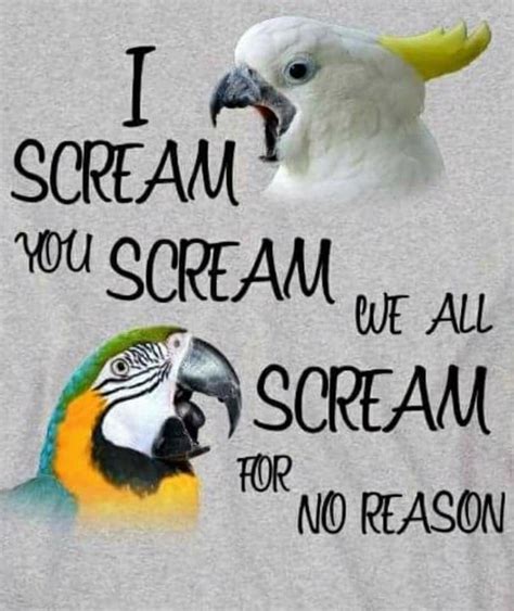 Funny Parrot Pictures With Captions