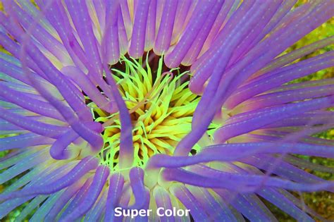 Colored Tube Anemone Super Color Cerianthus Membranaceus Anemone