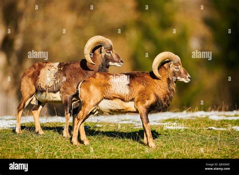 European Mouflon Ovis Aries Musimon Ram Male In The Alps Wildlife