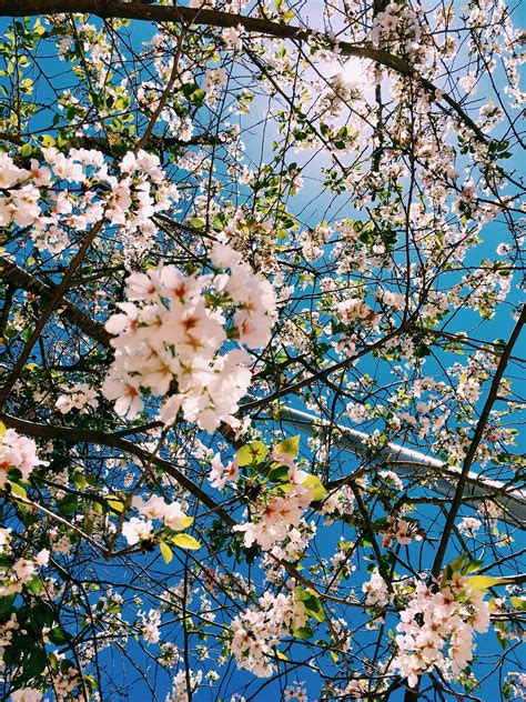 10 Incomparable Aesthetic Spring Wallpapers You Can Download It Free