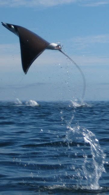 9 Facts About Devil Rays