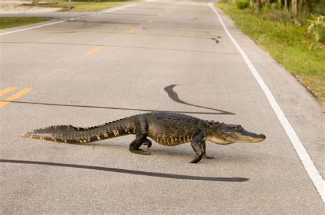 An Alligator Crossing The Runway Delayed A Flight In Florida Obviously